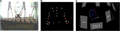 Temporospatial Alterations in Upper-Limb and Mallet Control Underlie Motor Learning in Marimba Performance